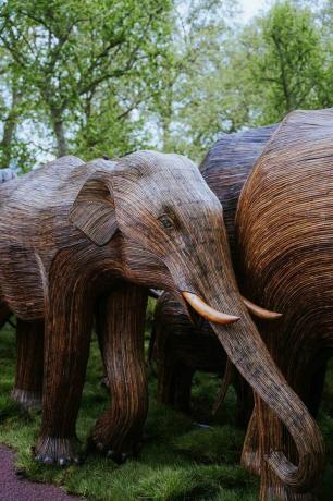 buckinghamo rūmų drambliai