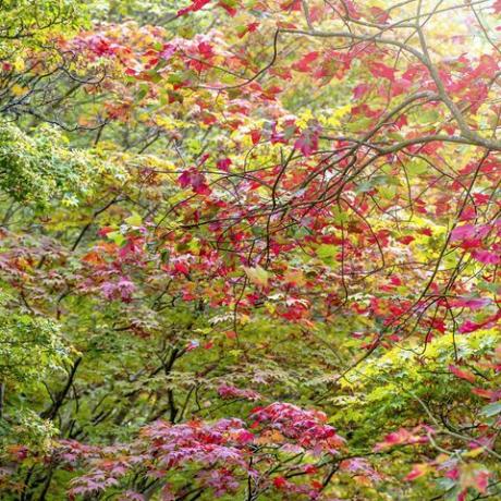 ryškiai raudona rudens lapų spalva, besikeičianti ant japoniškų klevų acers švelnioje saulėje