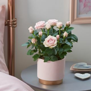 Rožinė rožė vazone