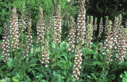 tropiniai augalai-acanthus-mollis