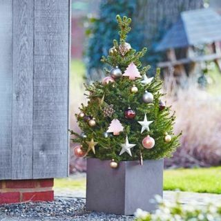 Šviežia Kalėdų eglutė - 60-80 cm vazoninė paprastoji eglė - Wills Dwarf + PRISTATYMAS NEDELSIANT