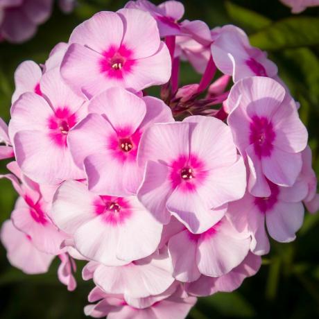 augančių skintų gėlių vienmečiai floksai