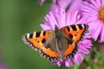 Davidas Attenborough'as nori, kad mes visi šią vasarą dalyvautume „Big Butterfly Count 2017“