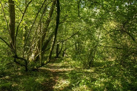 šiaudinis kotedžas parduodamas doltone, winkleigh, devone