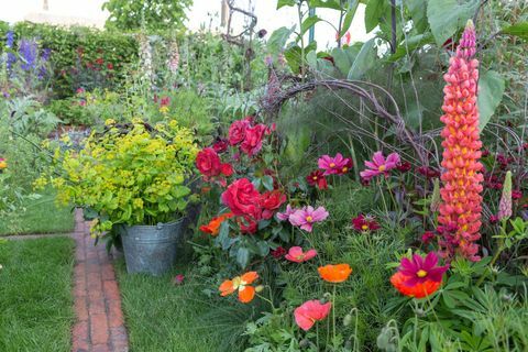 Anneka ryžių spalvų pjaustymo sodas. Sukūrė: Sarah Raven. „RHS Chelsea Flower Show 2017“. BBC jaučiasi gerai sode