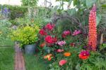 8 geriausi žydintys augalai spalvingam sodo ekspozicijai