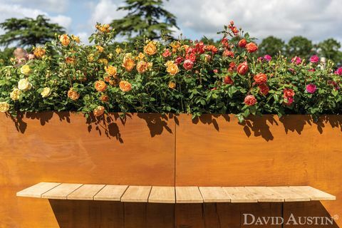 David Austin, rožių vaivorykštės instaliacija, Rhs Hampton Court rūmų gėlių šou, 2021 m. liepos mėn