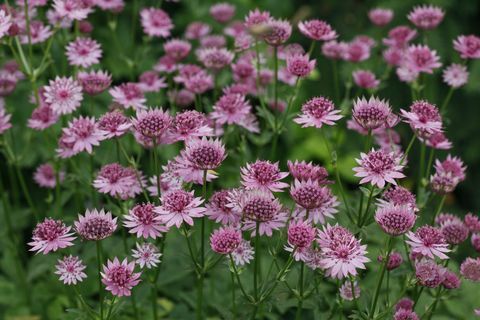 astrantija „roma“