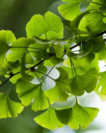 Ginkgo biloba žali lapai ant medžio Yonghe lamasery, Pekinas, Kinija