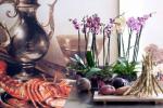 3 orchidėjų tipai, kurių kiekvienam gėlių mylėtojui reikia savo namuose