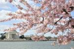 Vašingtono „Cherry Blossom Peak Bloom 2019“: išsami informacija, prognozė, datos