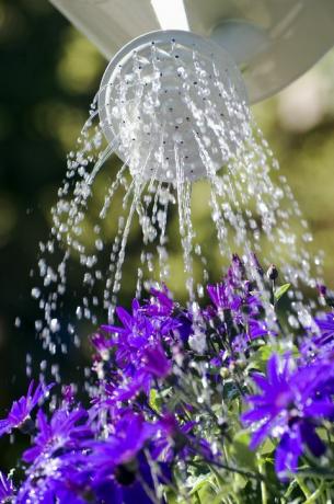 laistyti senetti gėles purkštuvo rože, Norfolkas, Anglija