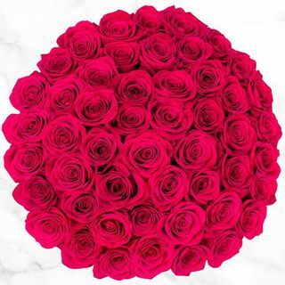 50 stiebų karštos rožinės rožės