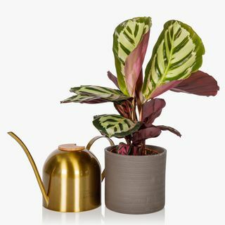 Laistytuvas & Calathea