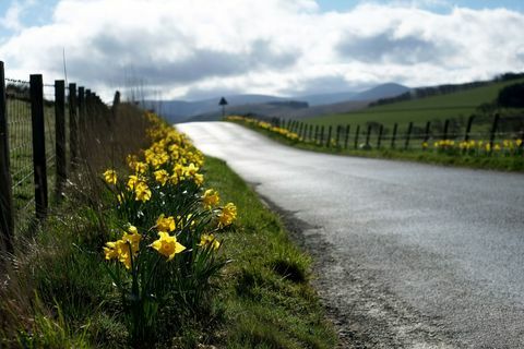 Narcizo (Narcissus) gėlės kaimo kelkraštyje