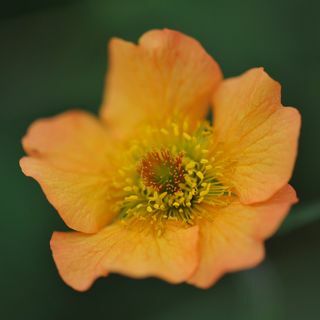 Geum „Visiškai mandarinas“