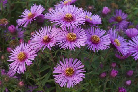 Naujosios Anglijos asteris (Aster novae-angliae) 'Colwell Galaxy'