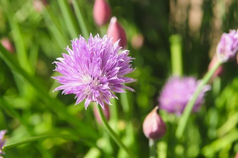 Laiškinis česnakas (Allium schoenoprasum) žiedyne