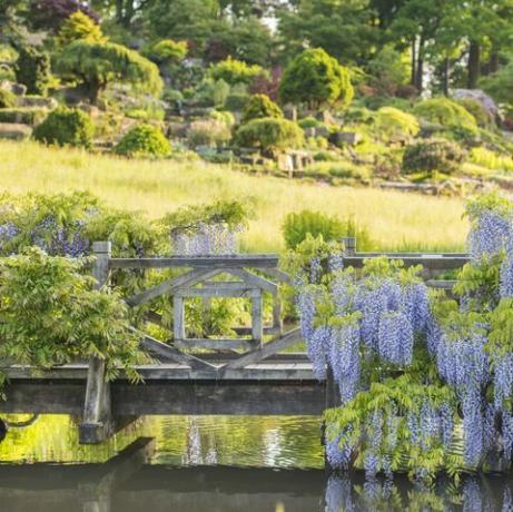 Wisteria ir Rhs Garden Wisley