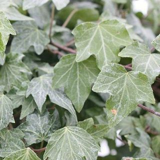 „Hedera helix“ „Green Ripple“