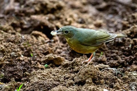 robin pasauliai bjauriausia spalva