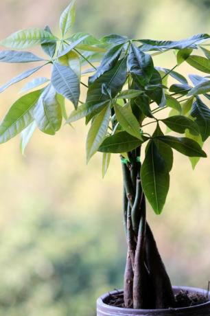 Pachira aquatica arba pinigų medis