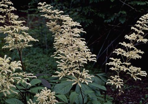 tropiniai augalai-rodgersia-pinnata