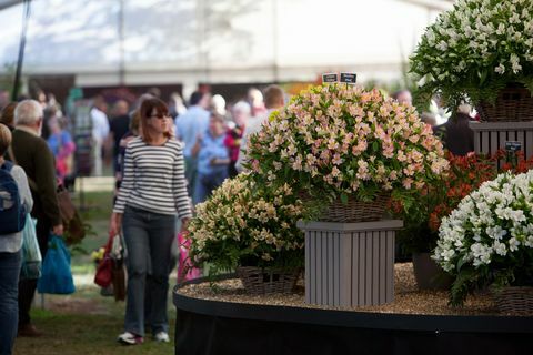 Rhs malvern rudens šou 2022 m