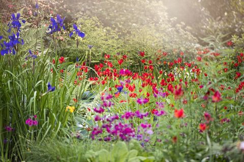 Saulėta žolinė siena su ryškiomis raudonomis Tulipa sprengeri gėlėmis