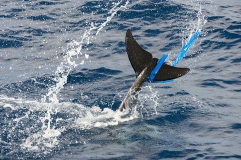 „Rissos delfinas (Grampus griseus) su plastikiniu maišeliu gomurio peleke, Fuerteventura, Kanarų salos“