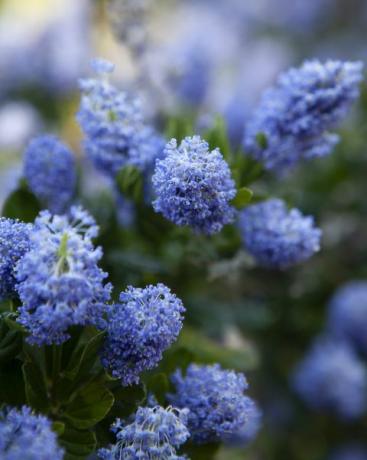 ceanothus victoria californian alyvinis krūmas užpildo rėmą nedideliu lauko gyliu