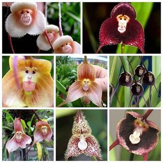 Dracula orchidėja (100 sėklų)
