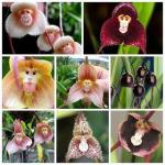 Šios retos orchidėjos atrodo kaip beždžionių veidai, ir jūs galite nusipirkti sėklų