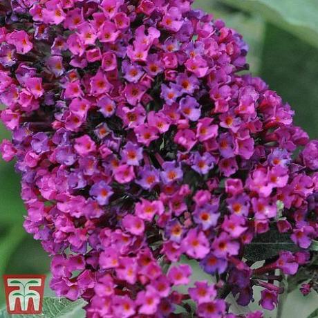 Buddleja „Buzz Wine“