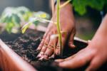 7 sodininkystės sėkmės patarimai