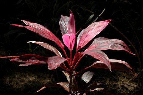 cordyline fruticosa