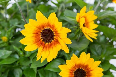 Trečioji vieta „Chelsea of ​​the Year 2018“. „Helianthus annuus“ SUNBELIEVABELIOSIOS PELNOS AKIŲ mergaičių („Sunbeliv01“)