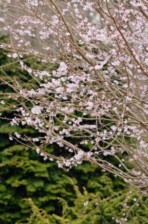 jwwtxc rudens vyšnių genėjimo subhirtella 'autumnalis rosea'