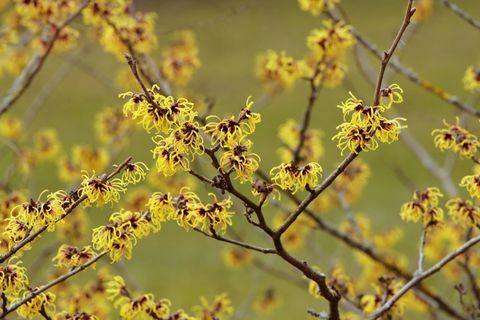 Žydi raganų lazdynas -Hamamelis intermedia