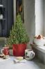 „Waitrose“ parduoda mini rozmarinų kalėdinius medžius, kuriuos galima valgyti ir papuošti