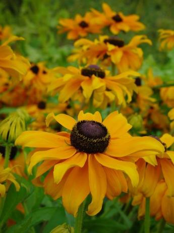 Rudbeckias