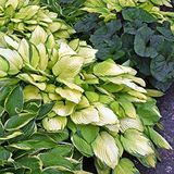 Hosta buferio derliaus mišinys