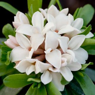 Daphne × transatlantica amžinas kvapas („Blafra“)