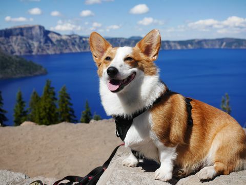 pembroke valų corgi