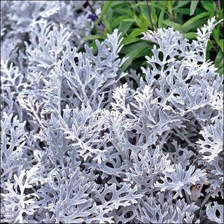 Cineraria Dusty Miller augalų sėklos 200 + sėklos