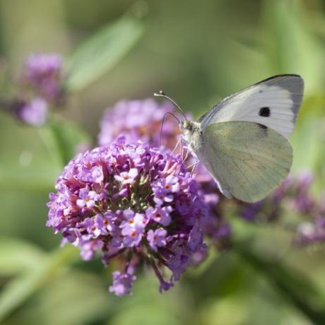 mažas baltas drugelis, pieris rapae, dar žinomas kaip baltasis kopūstinis drugelis, mintantis nektaru iš pumpurinės gėlės