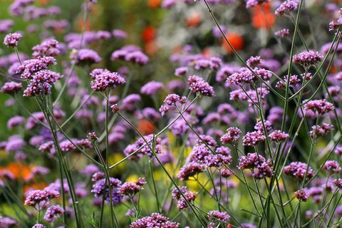 verbena bonariensis sodo augalas, idealus konteineriams