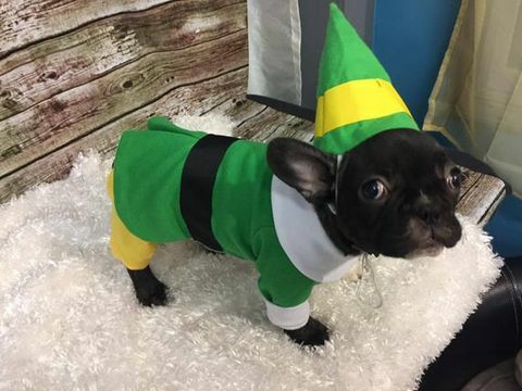 „Bud the Elf“, „Bud Elf“ šuns apranga, kalėdinė šuns apranga