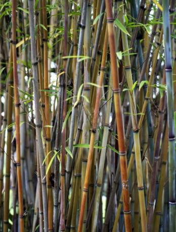 Bambukas sode