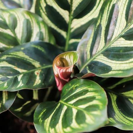 calathea makoyana